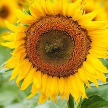 US Seller Dwarf Sunspot Sunflower Helianthus Short Stuff Yellow Sun Flower New F - £6.09 GBP