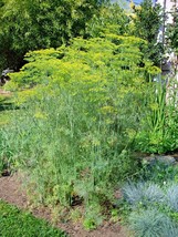 300 Seeds Mammoth Long Island Dill Culinary Medicinal Garden/Patio Containers - £12.90 GBP