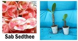 Starter Plant Sab Sedthee Crown Of Thorns-Euphorbia Milii Christ Plant - £32.42 GBP