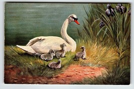 Swans Postcard Mother and Babies Muller Wildlife Swamp Grass HKM 314 Ger... - $19.13