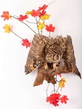 Stuffed European OWL Taxidermy Owl asio otus Bird Scarecrow - £371.33 GBP