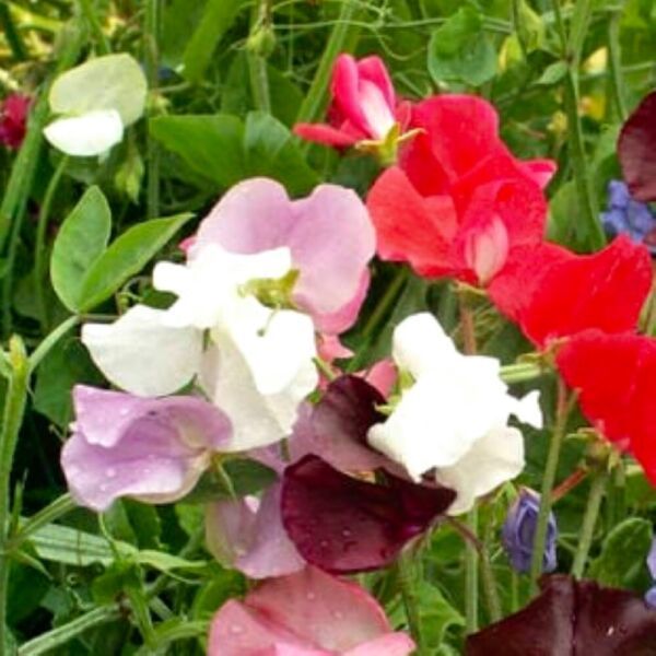 Fresh Garden Royal Mix Sweet Pea Seeds  | NON-GMO | Heirloom | Seeds - $10.20