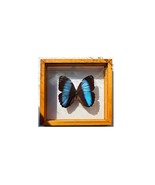 Morpho Butterfly Framed Mothers Day Gift - $790.23 MXN