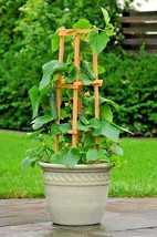 36 Spacemaster Bush Cucumber Seeds Hanging Basket Spring New Fresh US Sh... - $4.80