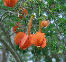 Fresh Passiflora Parritae Huge Tubular Blooming Orange Red Flowers 15 - £4.20 GBP