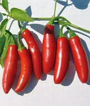 Serrano Pepper Seed, Hot Peppers, Heirloom, Organic, Non Gmo, 20+ Seeds, Garden - £1.99 GBP