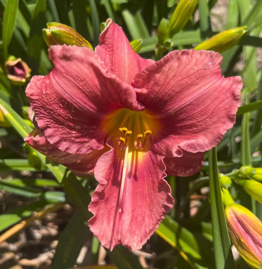 Daylily ROSY RETURNS rose pink Everblooming hemerocallis perennial plant - $532.83 MXN