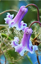 100 Pcs Exotic Clematis Flower Blooming Clematis Vines Plant Pot Seedsplants Fre - $13.80