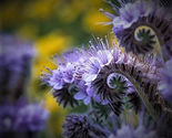 50 Seeds Lacy Phacelia Flower - £7.81 GBP