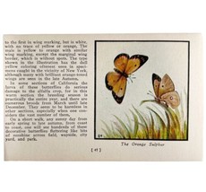 Orange Sulphur Butterfly 1934 Butterflies Of America Antique Insect Art ... - $19.99