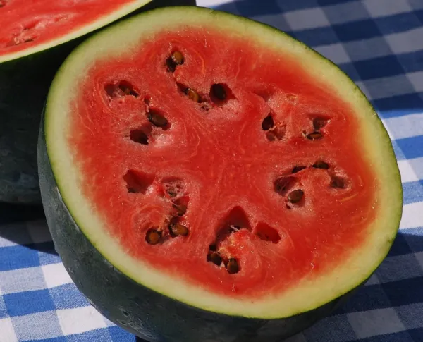 Sugar Baby Watermelon Seeds 50+ 2019 Seeds USA Seller - £6.40 GBP