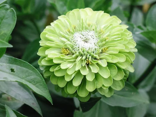 250 Green Envy Zinnia Elegans Heirloom Chartreuse Double Flower Seeds Fresh - £7.86 GBP