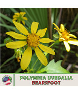 10 Bearsfoot Seeds Polymnia Uvedalia Hairy Leafcup Native Wildflower Fas... - $8.90