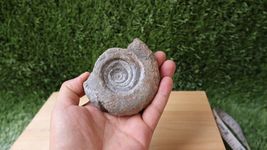 Item image 11