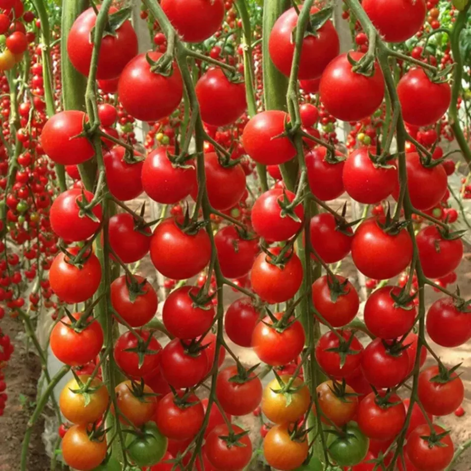 KS Waterfall Tomato Heirloom Organic Non Gmo Planting 200 Seeds  - $10.70