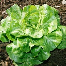 MBK Bibb Lettuce Seeds 500 Seeds Non-Gmo Seed Store 1103 Fresh Garden - $8.79