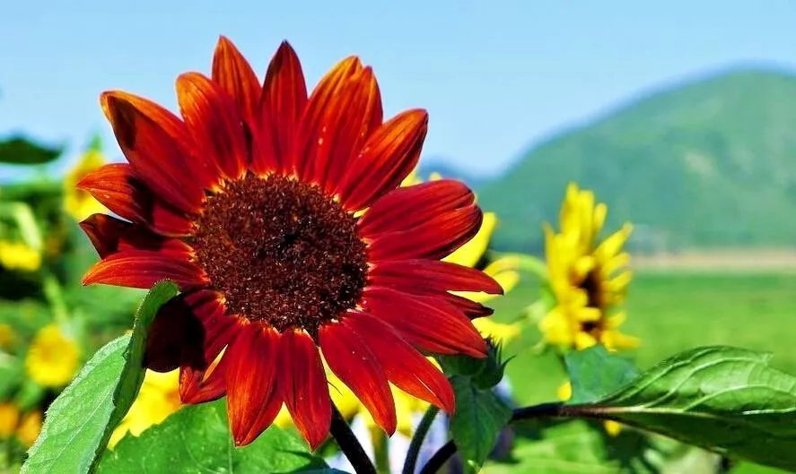 50 RED SUN SUNFLOWER Seeds Branching Cut Flowers Garden - $4.59