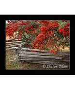 Old Time Wooden Fence - Fine Art Print - MS0070C - £13.77 GBP