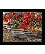 Old Time Wooden Fence - Fine Art Print - MS0070C - $24.01 CAD