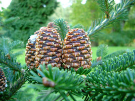 USA Fraser Fir Tree Abies Fraseri Christmas Tree Southern Balsam Fir 20 Seeds - £8.78 GBP