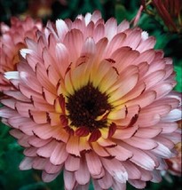 Grow 40 Calendula Pink Surprise Flower Seeds Reseeding Annual - £7.03 GBP