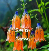 25 Seeds Blue Orange Tibetan Bell Flowers - $6.90