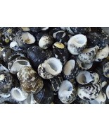 small sea shell lot of 40 Nerita Peloronta 3 to 4 mm craft or aquarium - £2.99 GBP