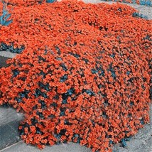 SGH 300 Orange Rock Cress Seeds Creeping Thyme Seed Thymus Serpyllum Org... - $9.98