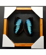 Achiles Morpho Framed - $46.33