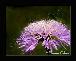 Wild Purple Aster - Photographic Art Print - WF0142C - $17.50