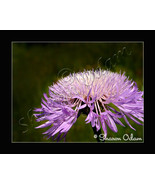 Wild Purple Aster - Photographic Art Print - WF0142C - $17.50