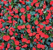 50 Pc Seeds Dwarf Red Impatiens Flower, Impatiens Seeds for Planting | RK - £13.42 GBP