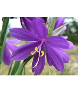 20 Grasswidow Purple Eyed Grass Widow Olsynium Douglasii Purple Heirloom... - €11,22 EUR
