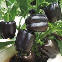 Heirloom Black Giant Sweet Bell Pepper Hybrid F1 Vegetables 50 seeds edi... - £6.24 GBP