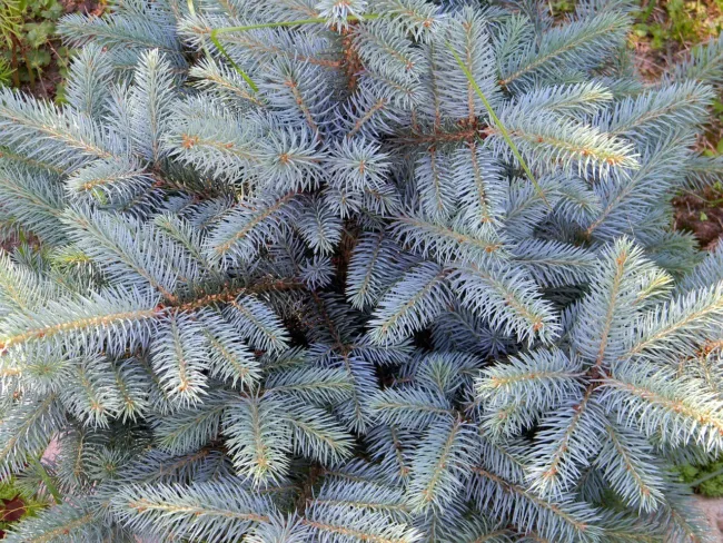 50 Blue Spruce Seeds For Planting Colorado Blue Spruce Picea Pungens Glauca Fres - £18.87 GBP