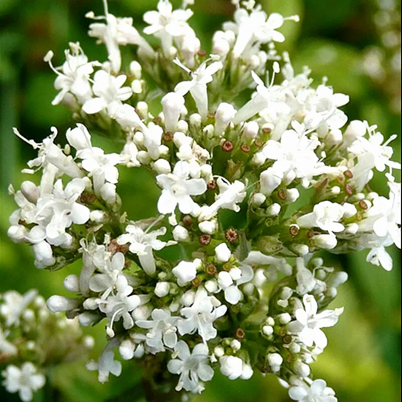  200 Seeds Valerian Spring Sow Perennial Herb Medicinal Sedative Catnip - £5.47 GBP