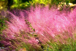 40 Seeds PINK MUHLY GRASS Cotton Candy Grass Muhlenbergia Capillaris Native - £16.55 GBP