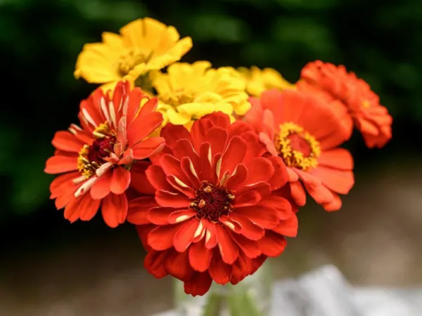 Zinnia Seeds South Of The Border Mix 100 Seeds Open Pollinated Fresh Garden - £7.82 GBP