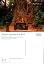 California Prairie Creek Redwoods National &amp; State Parks Big Tree VTG Po... - $9.40