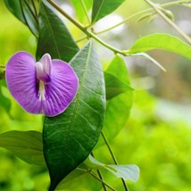 Butterfly Pea Centro Pink Centrosema Pubescens 5 Seeds Garden Fast Shipping - £12.67 GBP