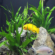 Aquarium Plant Tank Java Fern Black Forest sp. Hardy Leaf Potted Freshwater Live - £20.29 GBP