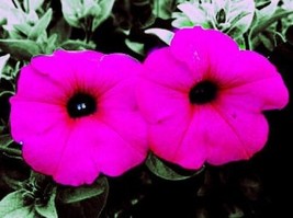 1000 SHANIN PETUNIA Integrifolia Violacea Pink Purple Wild Flower Seeds *CombS/H - $10.70