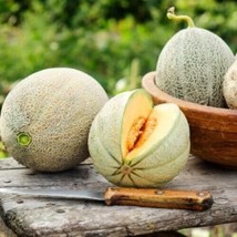 LWSTORE Honey Rock Canteloupe 25 Seeds Sugar Rock Compact Melon Tough Rind 80 Da - £6.66 GBP