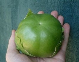 USA Seller 20 Giant Tomatillo Seeds Fast Shipping - $13.99