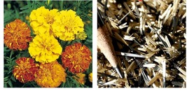 300 Seeds! French Marigold BONITA MIX Dwarf Beneficial Plant Seeds - £21.26 GBP