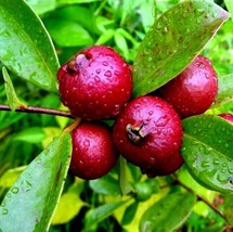 20 Strawberry Guava Tree Seeds Psidium Cattleianum Edible Garden Fruit P... - $15.90