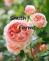 25 Seeds Peachy Pink English Rose Flowers Rosa Abraham Darby Fresh Seeds - £8.31 GBP