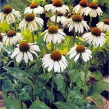 SEPTH Coneflower- White Swan- 25 Seeds- BOGO 50% off SALE - £4.96 GBP