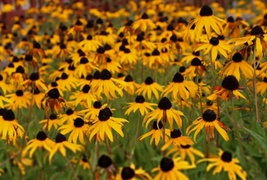 2,500 Seeds Black Eyed Susan Rudbeckia Hirta Flower Yellow  - £6.65 GBP