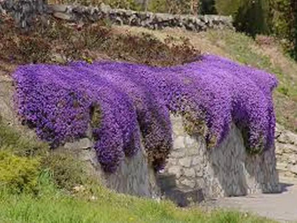 Flower Rock Cress Aubrieta Cascade Purple 50 Seeds - £7.65 GBP